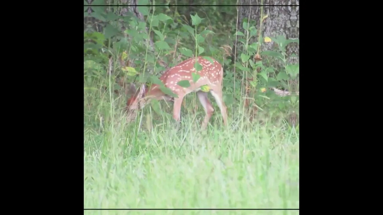 Turkeys on the Field