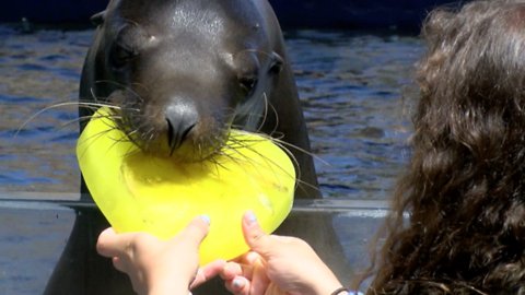 FROZEN TREAT TIME! This is how Wildlife World Zoo animals beat the heat - ABC15 Digital