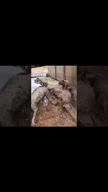 Dogs🐕Getting🐀Rid🐀Of🐀Rats👀🔥😎🍺