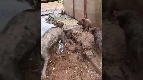 Dogs🐕Getting🐀Rid🐀Of🐀Rats👀🔥😎🍺