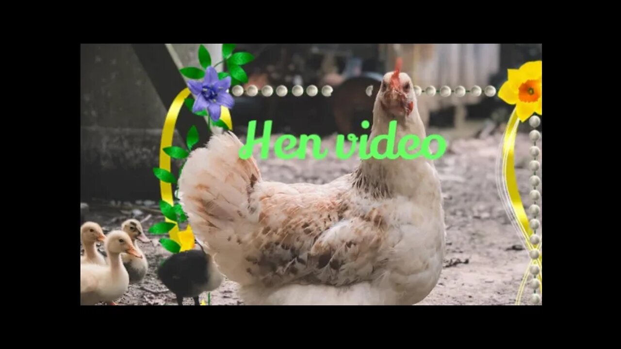 Hen video for child,#Hen video#, #Hen video for child#