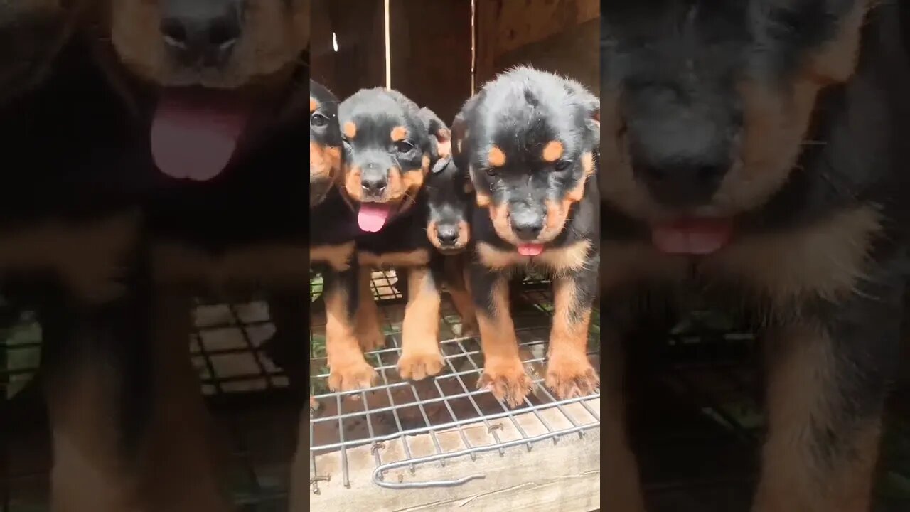 Incredibly Cute Rottweiler Puppies #shorts #puppy #rottweiler #doglover #cute