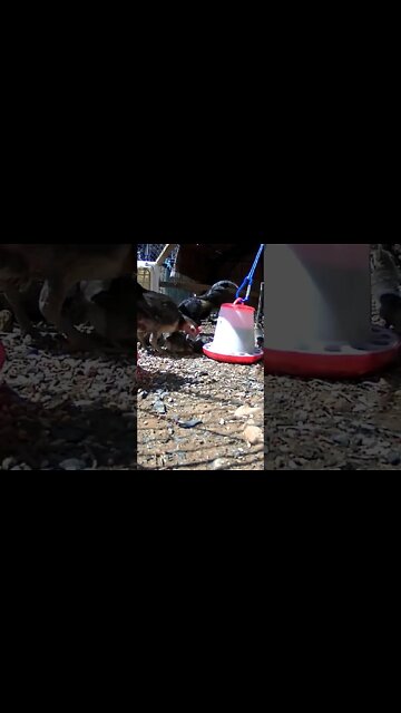 The secret life of a mom and dad and baby chicks. Australian Pit Game Bantams