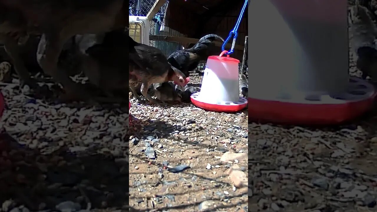 The secret life of a mom and dad and baby chicks. Australian Pit Game Bantams