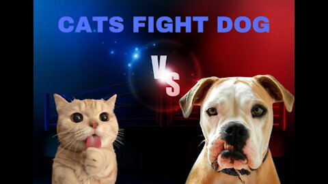 Cats fights Dogs