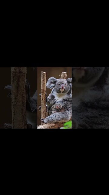 Baby koala getting out of the pouch