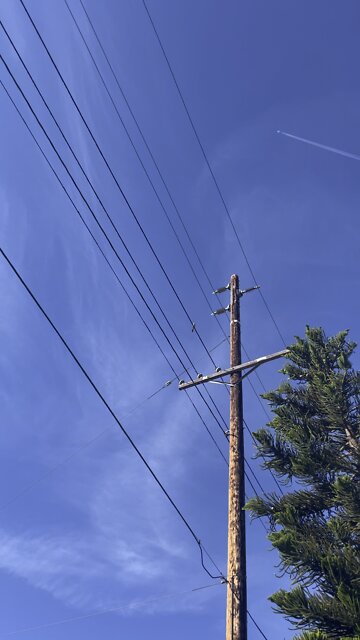 Mockingbird out of California 😊