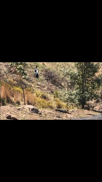 Bird swoops at goanna to scare it off. Goannas are notorious for eating bird eggs