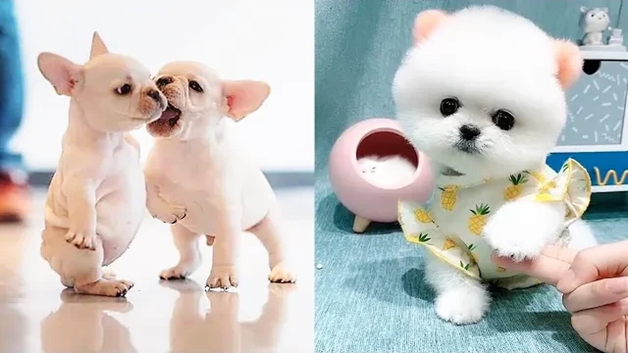 cute and funny baby dogs