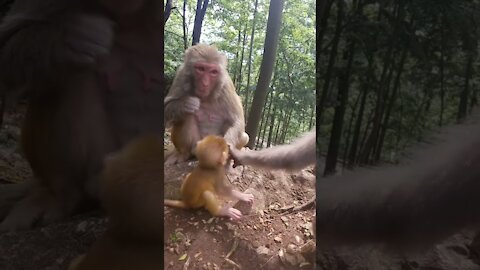 Cute monkey baby 😍 Funny monkey baby 😍 Cute monkeys acting like