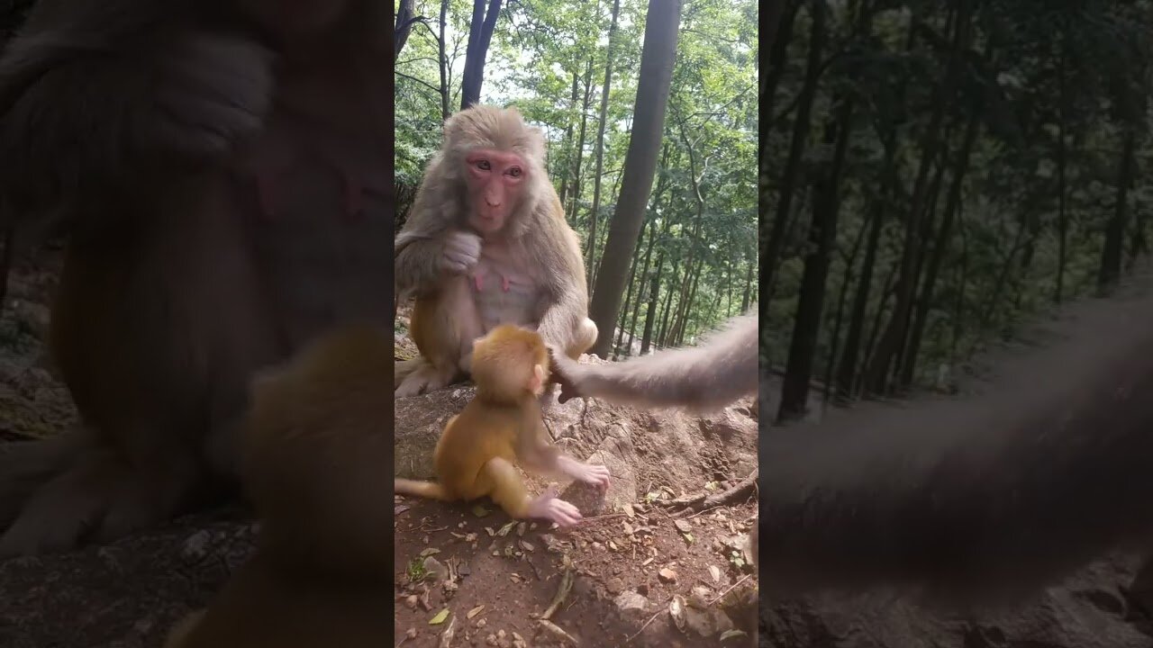 Cute monkey baby 😍 Funny monkey baby 😍 Cute monkeys acting like