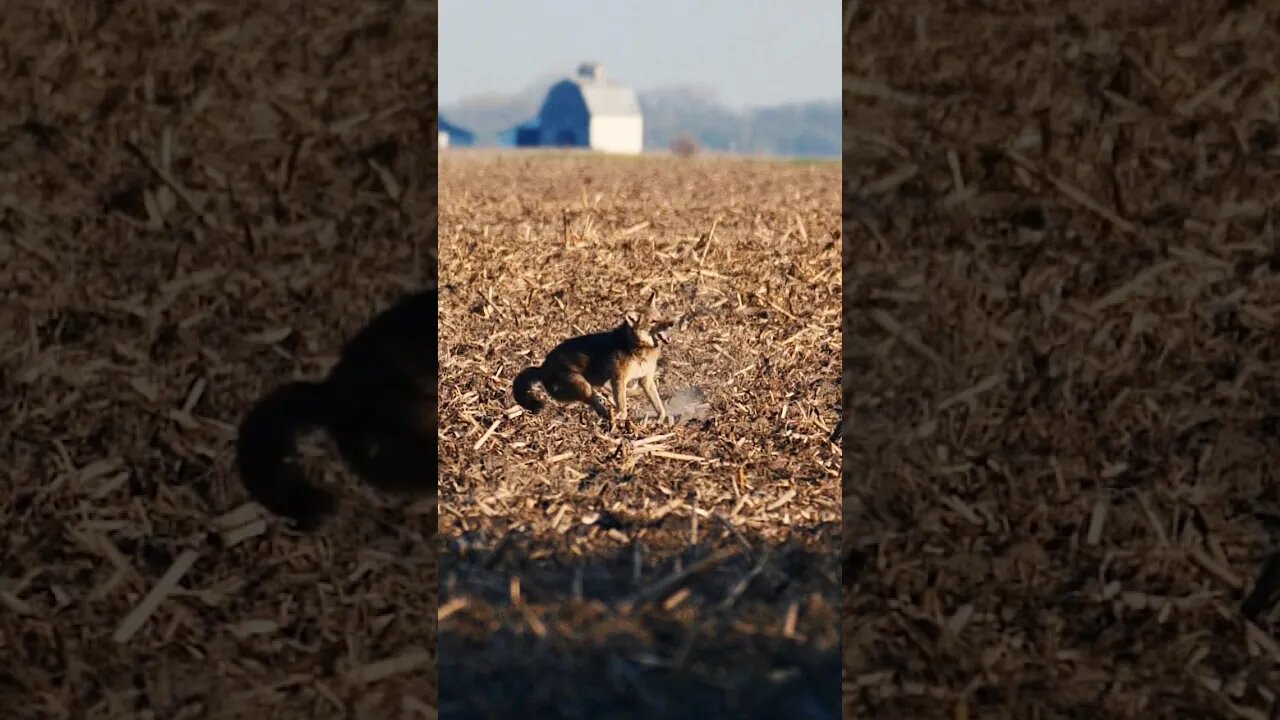 He didn't make it! #shorts #coyote #hunting