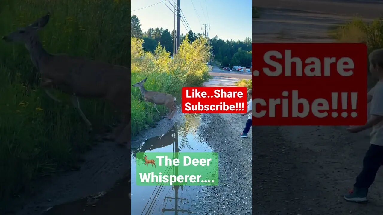 🦌Chance Encounter w/Wildlife!!! #shorts #nature @GigWarsOfficial