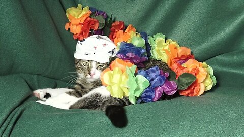 Funny Cat with a Cap Gets Flowers