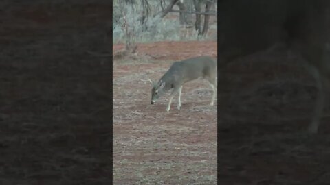 Guess how old he is ... #shorts #deer #deerhunting