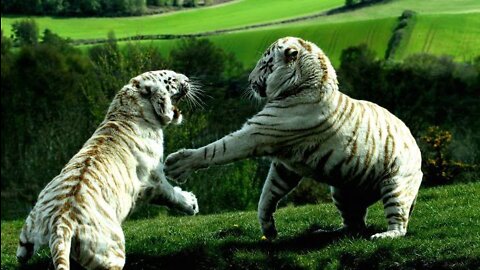 Amaizing Animal Fighting Part 2