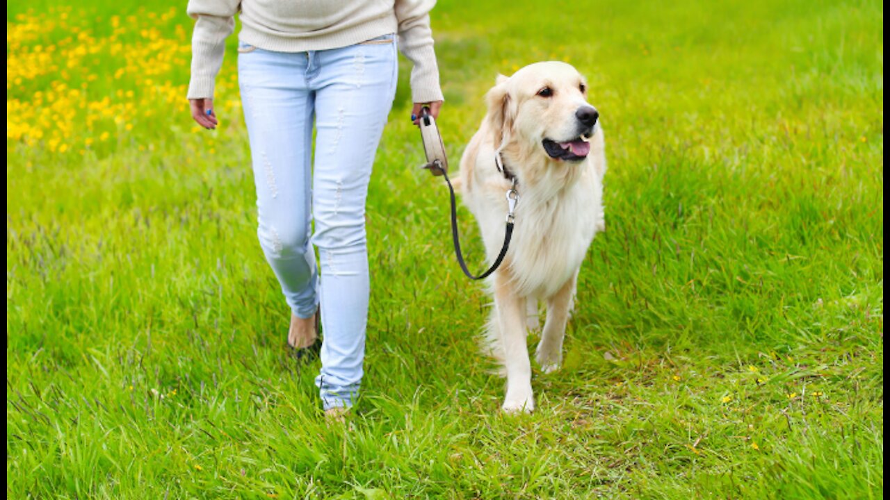 Teach any dog how to walk on a leash in 5 minutes