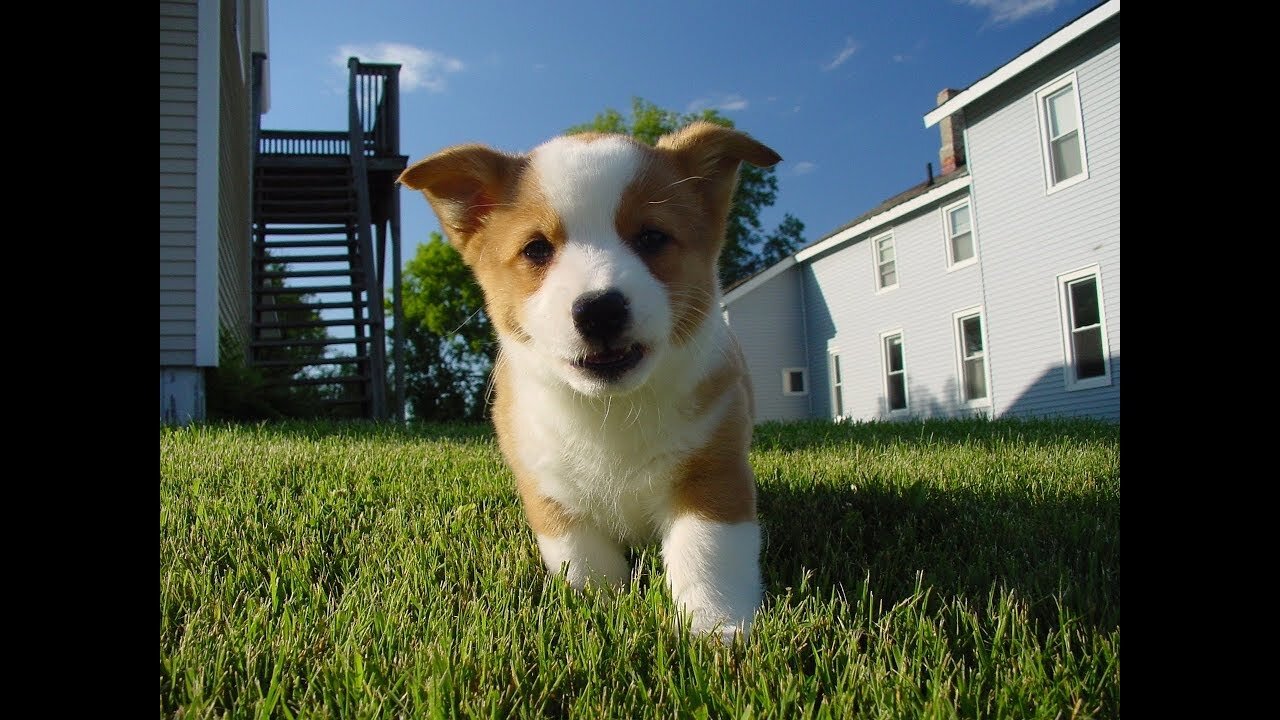 In 30 sec, These Hilarious Slow-Mo Corgi Puppies Will Make You Laugh & Smile!