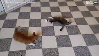 Questi gatti sono sinonimo di pigrizia