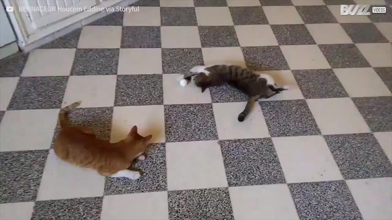 Questi gatti sono sinonimo di pigrizia