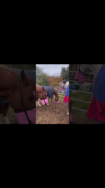 How I Feed My Horses