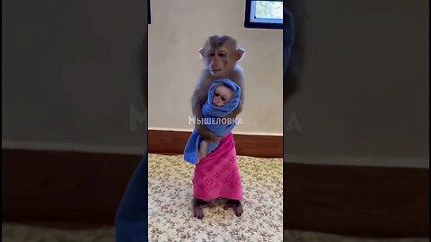 Cute Monkey #shorts #shortsvideo #short #cute