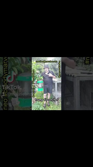 maurieo #shorts THE TRUMP FLYCATCHER
