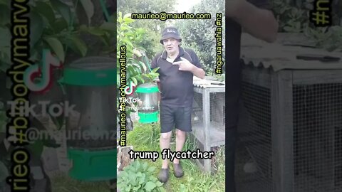 maurieo #shorts THE TRUMP FLYCATCHER