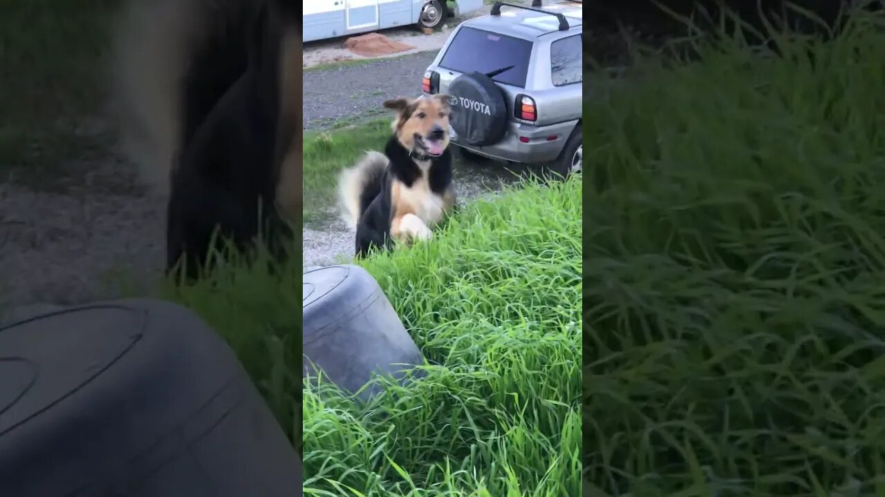 Australian Shepherd MALE CLICKER training from DISTANCE