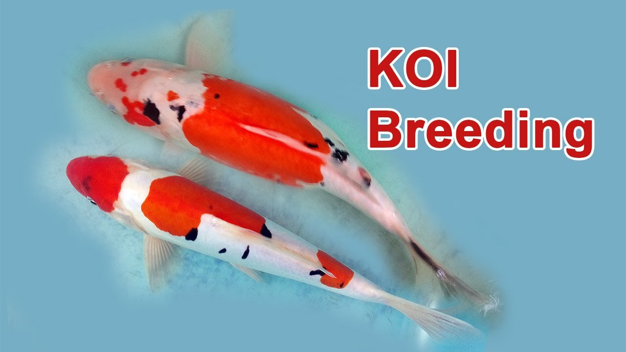 HOW TO BREED JAPANESE KOI? - DIY (Step by step breeding tutorial)