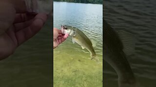 Tiny Bass on the shaky head rig!