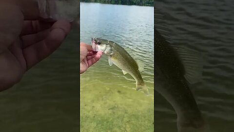 Tiny Bass on the shaky head rig!