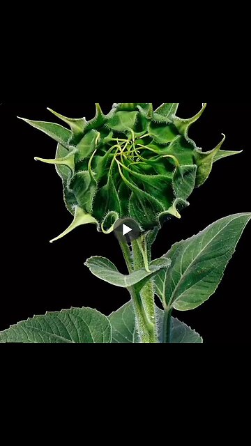 The wonderful timelapse of a sunflower.