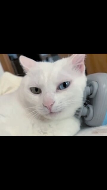 Cat Blissfully Enjoys Massage with Relaxation Gadget