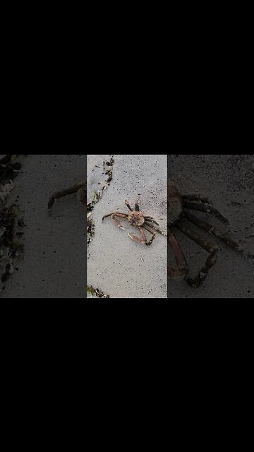 The cleaniest reddiest hairy spider crab in Long Island