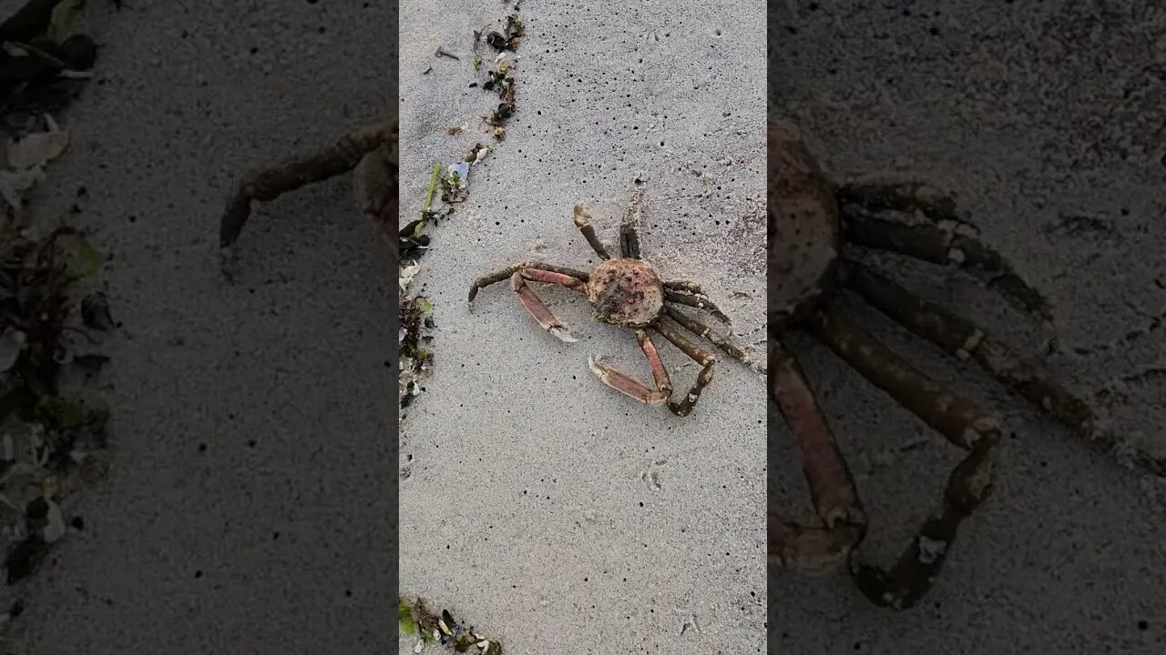 The cleaniest reddiest hairy spider crab in Long Island