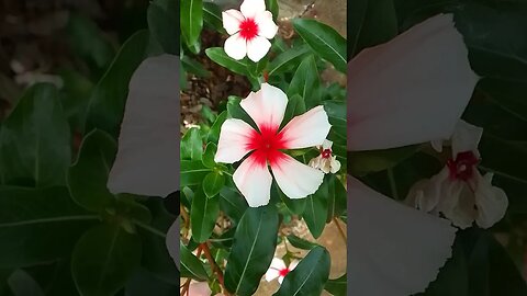 #shortsvideo #viral #viralshort #vídeo #flower #shortvideos #natureza #shortsvideo #nature