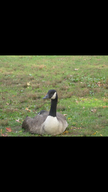 Geese hit an invisible wall at a farm, protected by Geesebusters - www.geesebusters.com -