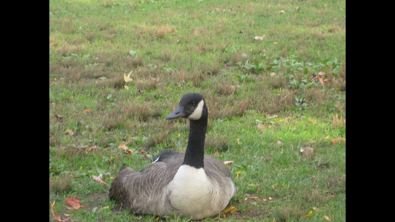 Geese hit an invisible wall around a farm, protected by Geesebusters - www.geesebusters.com -