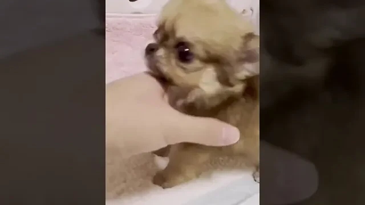 You Won't Believe What This Puppy Does Next!