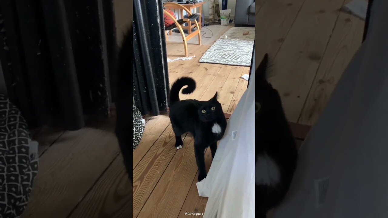 From playful antics to cute reactions.