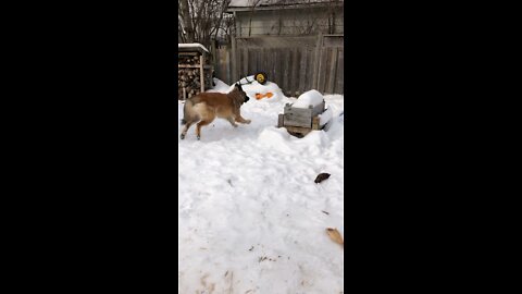 Magnus the Leonberger has the zoomies in the snow