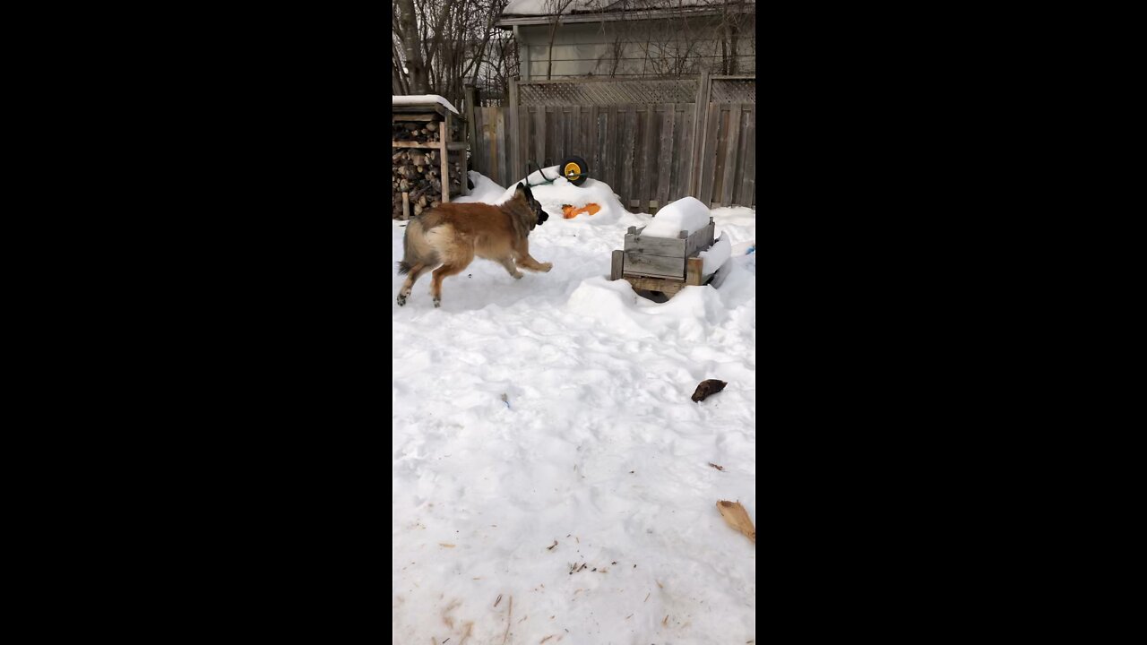 Magnus the Leonberger has the zoomies in the snow