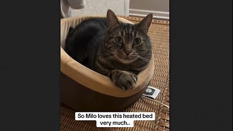 Cat Won't Use His Heated Bed Unless It's Hot