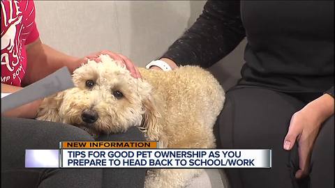 Camp Bow Wow gives tips for god pet ownership as you go back to school and work