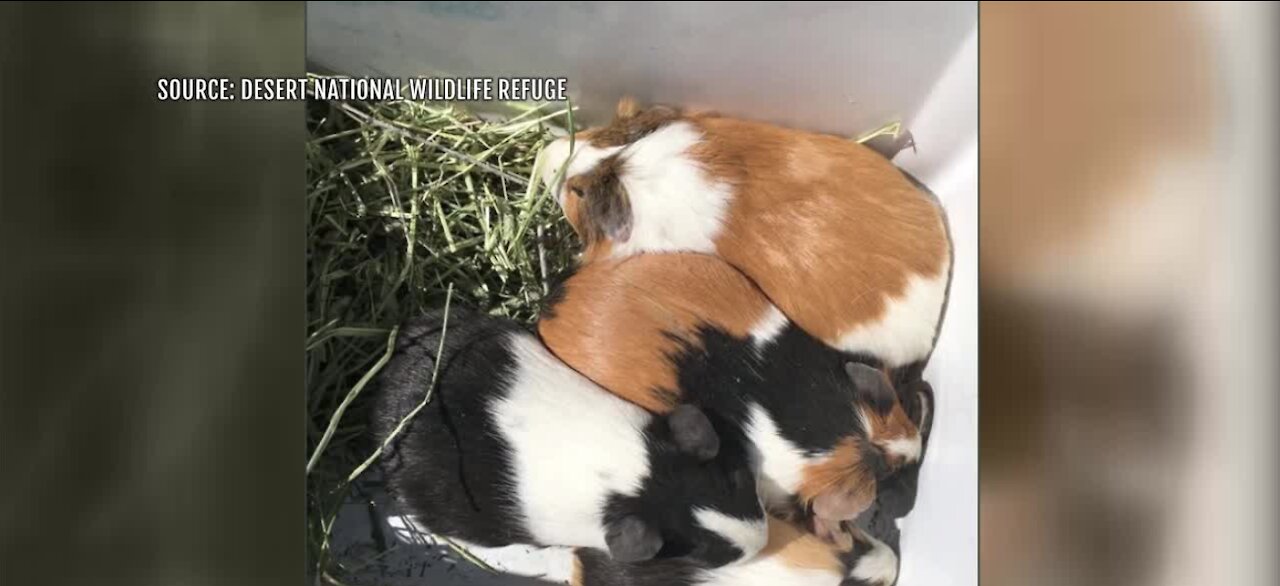 Nevada SPCA celebrating Groundhog Day with fee-waived guinea pig adoptions