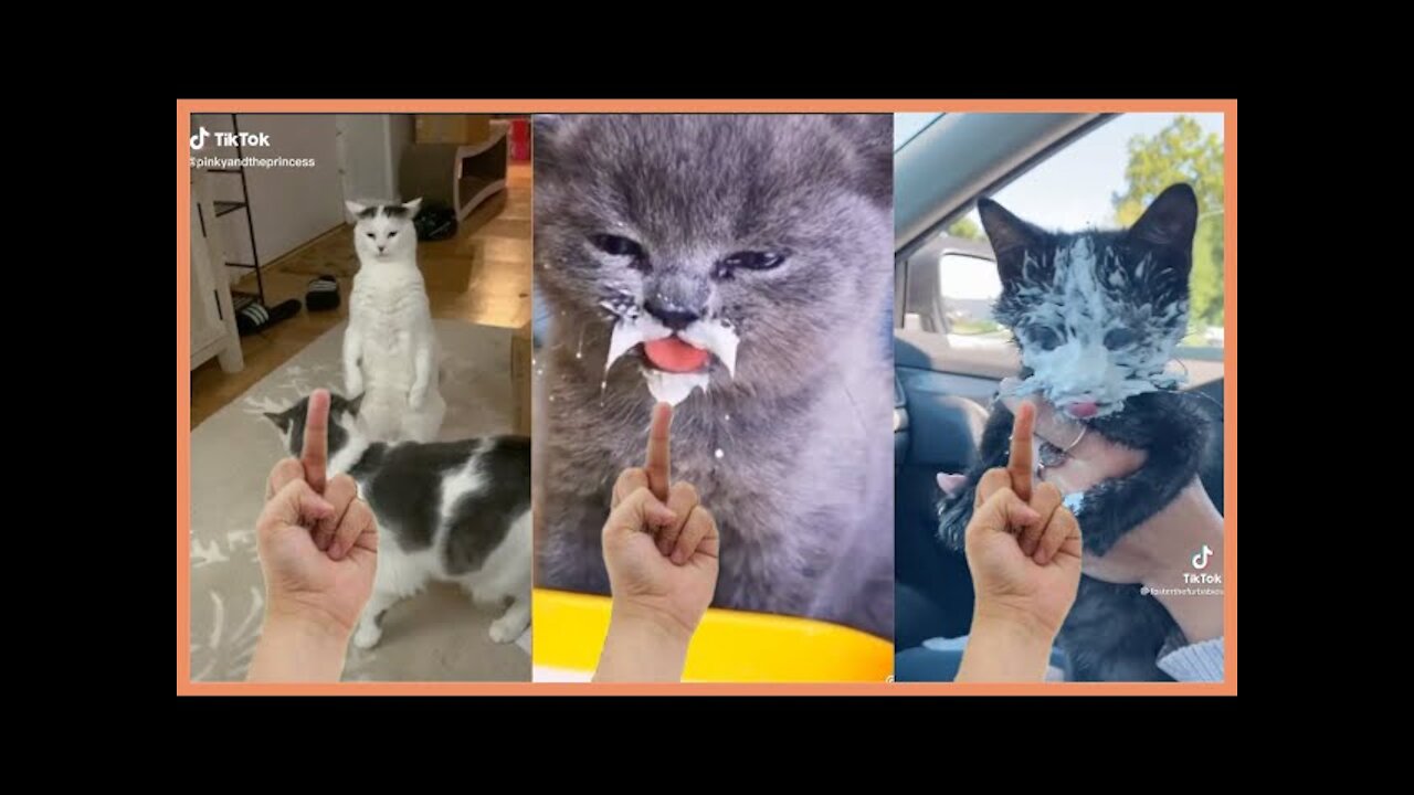 BEST CAT MEMES - FUNNY CAT VIDEOS - FUNNY MOMENTS