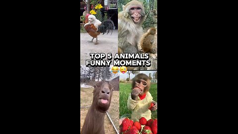 Top 5 Animals Funny Moments 😂