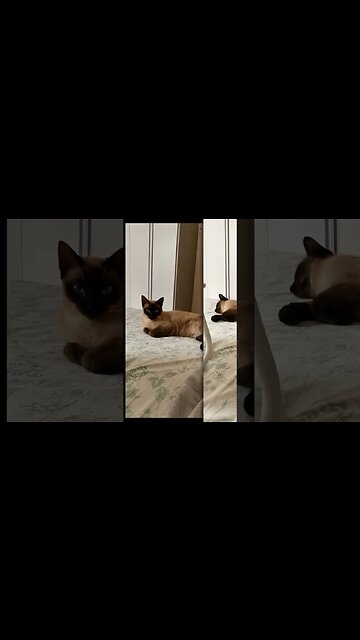 Sonhei que tinha comprado... #shorts