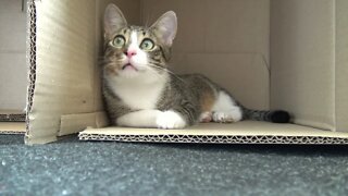 Kitten Rudolph Hides in a Box